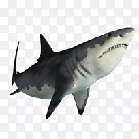 虎鲨大白鲨png图片图像鲨鱼
