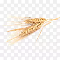 燕麦，普通小麦，大麦