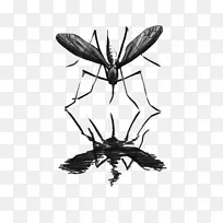 昆虫传粉膜-昆虫