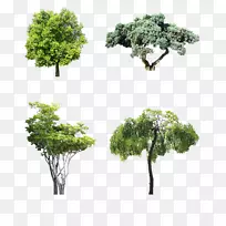 大型植物灌丛园林树木摩托瓦库托-冬季乔木