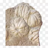 海蜇、鳕鱼、海葵和珊瑚化石石雕.化石