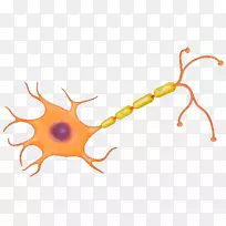 神经细胞神经系统-脑