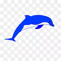 普通宽吻海豚短喙普通海豚图库溪粗齿海豚