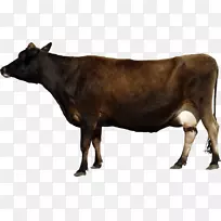 肉牛，白色公园牛，荷斯坦牛，弗里西亚牛，png图片透明-牛