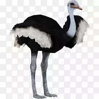 png图片图像透明度emu剪辑艺术.鸵鸟