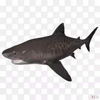 虎鲨深度巨鲨