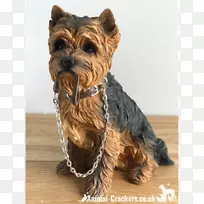 约克郡小猎犬凯恩猎犬繁殖同伴犬约克郡猎犬