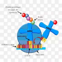 转RNA核糖体信使RNA核糖体RNA染色体结构