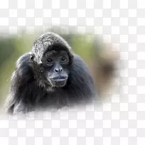 北黑猩猩西部北极大猩猩1-杜兰戈野生地