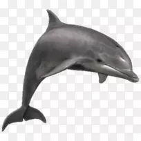 普通宽吻海豚png图片剪辑艺术河流海豚