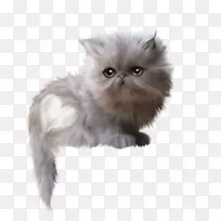 波斯猫亚洲半长毛喜马拉雅猫英国半长毛拿破仑猫白色透明猫