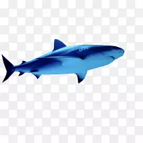 大白鲨、虎鲨、鳞状鲨、鲭鱼鲨、海洋生物学-马