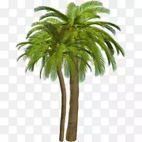 png图片棕榈树剪贴画adobe Photoshop文件格式.棕榈树绘图