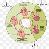 心脏周期心脏收缩期舒张期心脏