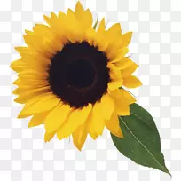 剪贴画png图片常见向日葵图像计算机图标.向日葵