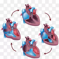 心脏循环系统收缩人体心脏