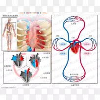 循环系统心脏周期解剖生物系统生理学-心脏