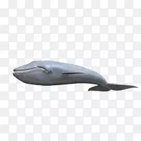 图库溪常见宽吻海豚鲸产品-蓝鲸