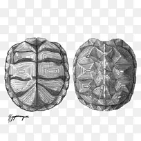 华丽盒龟爬行动物画龟壳龟
