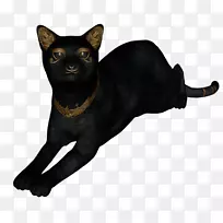 黑猫孟买猫马来亚猫哈瓦那棕色埃及猫