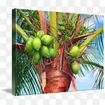 椰子棕榈树枣棕榈烟斗-椰子