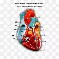 产品设计有机体解剖型心脏