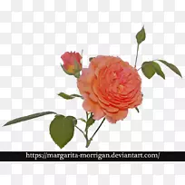 花园玫瑰，卷心菜，玫瑰花，玛格丽塔花设计-花