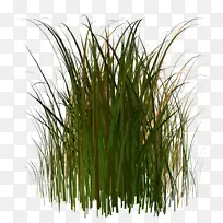 剪贴画湿地植物区系桌面壁纸-高草