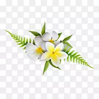 花瓣开花植物切花植物-巴厘岛