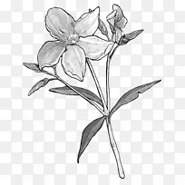 花卉植物插图植物设计-杏仁植物插图