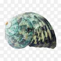 png图片海贝壳图像透明度