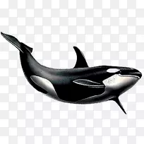 png图片剪辑艺术虎鲸甲壳动物形象-虎鲸