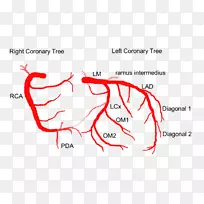 左冠状动脉、左前降支、冠状动脉循环-心脏