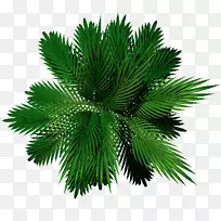 棕榈树叶常绿松树-棕榈叶纹理
