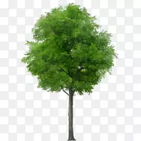 原木摄影树灌木图像剪枝树