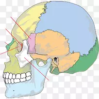 颅骨解剖人体骨骼-颅骨