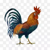 罗德岛红婆罗门鸡普利茅斯岩鸡png图片公鸡