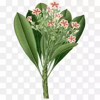 Khler的药用植物Cerbera manghas Cerbera odollam植物学插图-植物