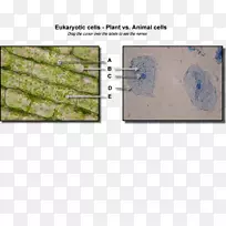 植物细胞渗透Cèl·Lula动物细胞器-植物