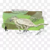 喙生态动物野生动物羽毛-狮鹫生物