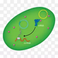 氨基酸转运RNA细胞质蛋白-大肠杆菌