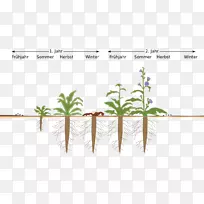 元宝枫草本植物二年生植物茎秆植物