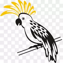 剪贴画鸟鹦鹉图形png图片.鸟
