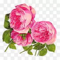 剪贴画玫瑰粉红色花朵形象-玫瑰