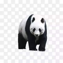 大熊猫熊图片汉密尔顿照片-熊