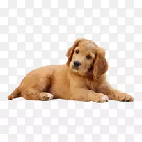 小狗猫，达马提安犬，宠物罗威德犬-小狗