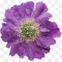 png图片紫花紫土坯光电铺紫罗兰