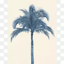 棕榈树椰子树图片亚洲棕榈椰子