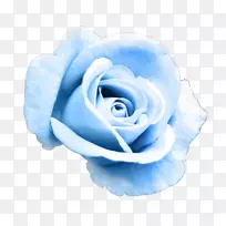 花园玫瑰蓝玫瑰剪贴画花卉