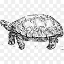 龟画夹艺术图-海龟